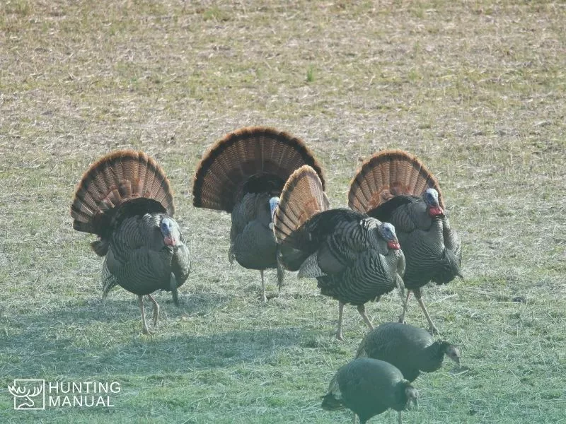 a flock of turkeys