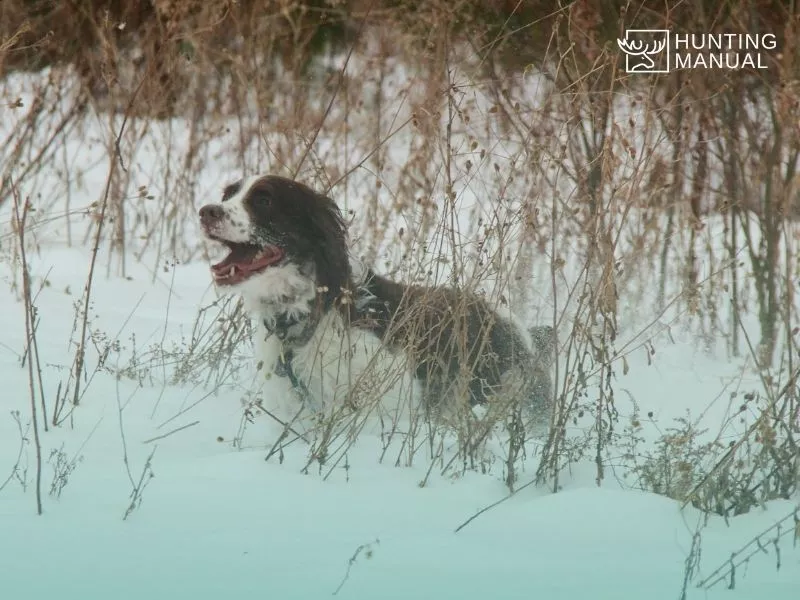 a happy hunting dog