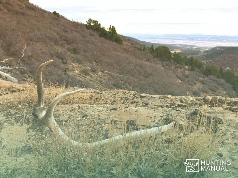 elk horns in wild
