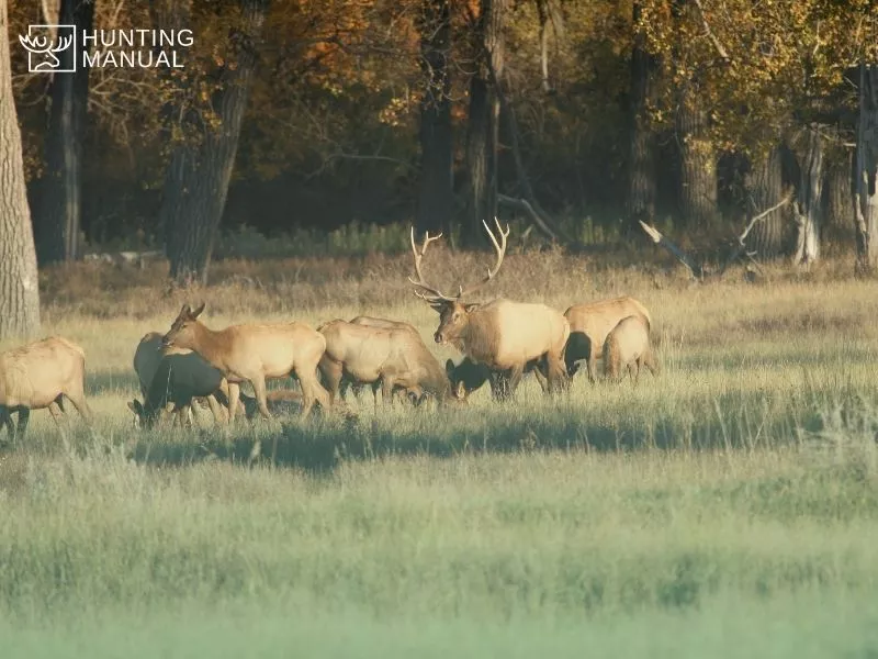 herd of deer with an elk