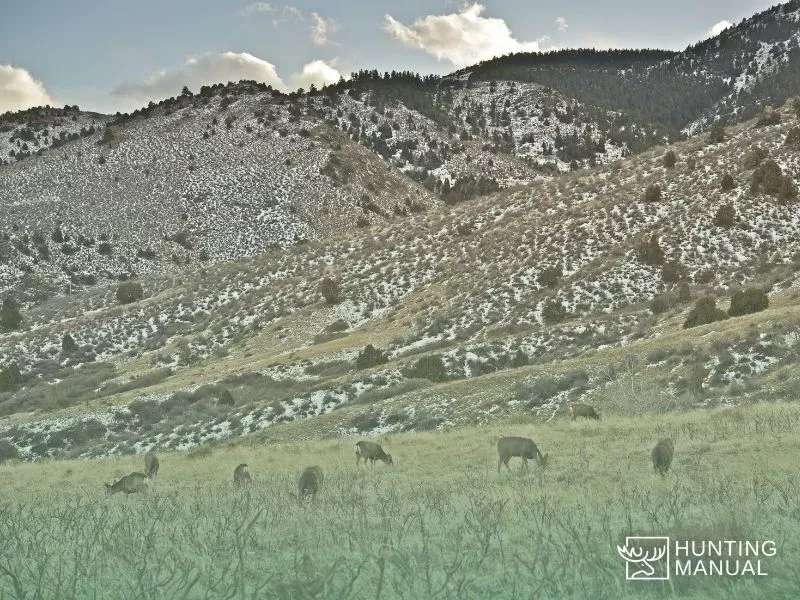 whitetail deer grazing during hunting season