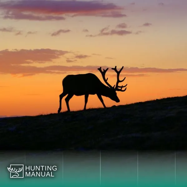 best time to hunt deer during dawn and dusk