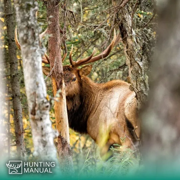 bull elk hunting