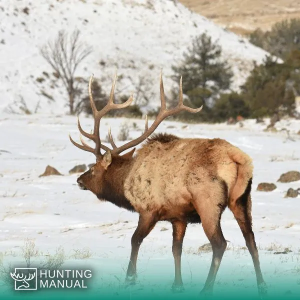 bull elk in snow