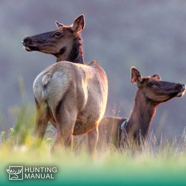 cow elk in herd