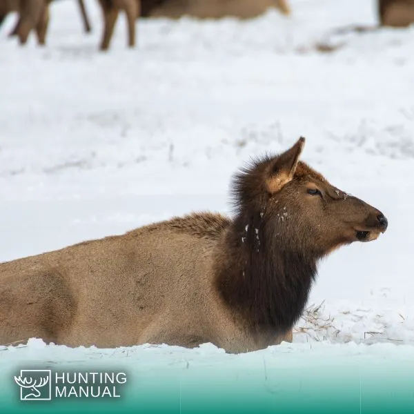 cow elk in snow