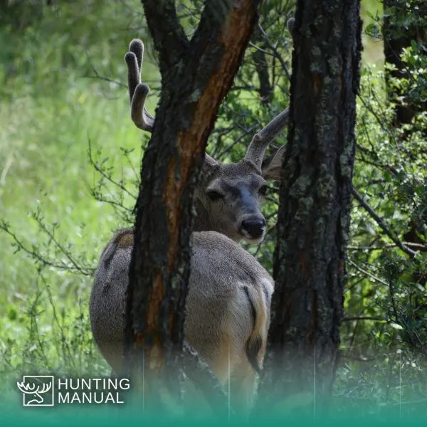 deer hiding in woods