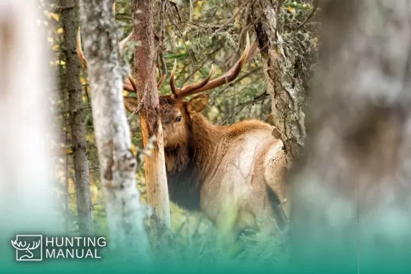 elk Hunting