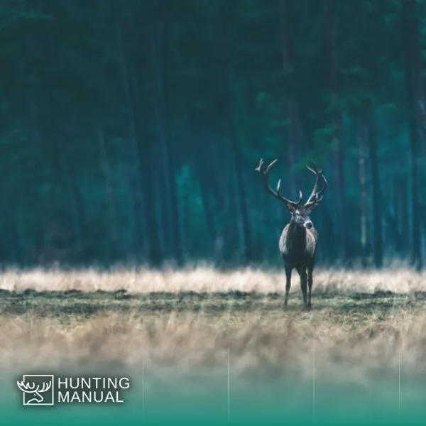 how to hunt deer