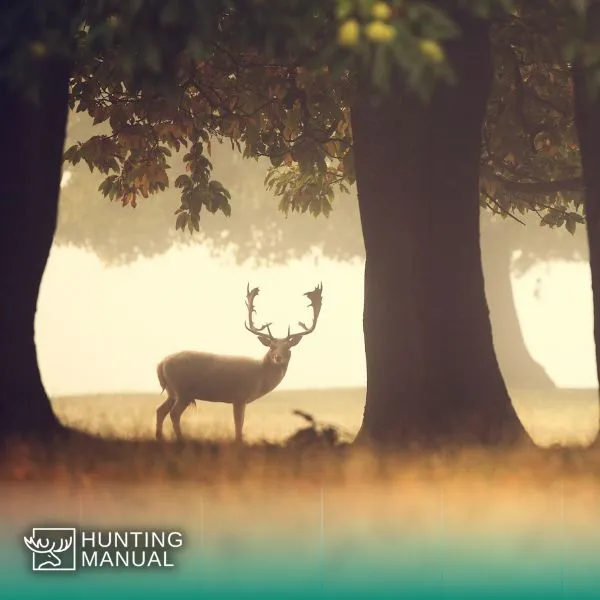 spotting deer using glassing equipment like rangefinder