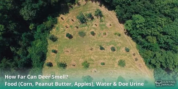 food plot for deer smell