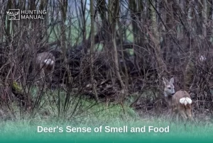 how far can deer smell