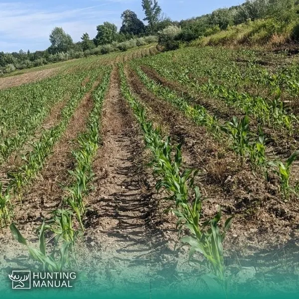 how far can deer smell corn - Wide Corn plantation