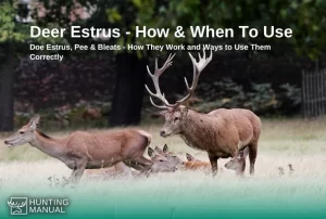 how to use doe estrus - when to use doe estrus