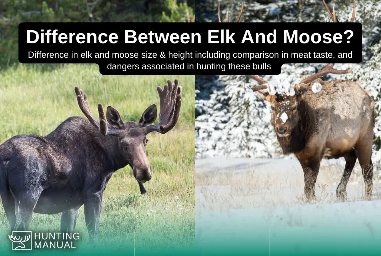 difference between elk and moose