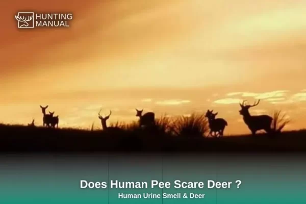 does human pee scare deer
