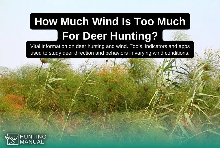 how much wind is too much for deer hunting