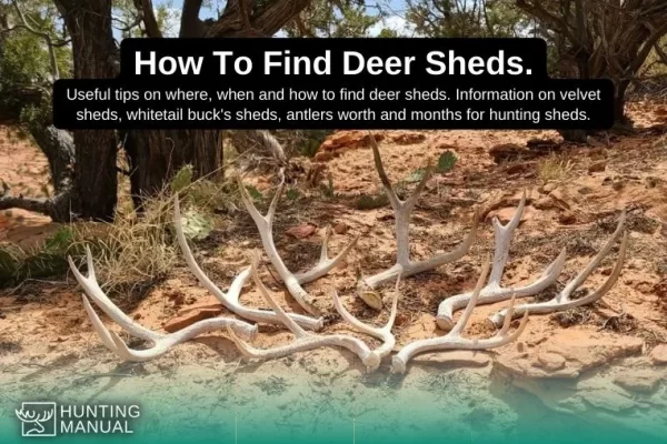 how to find deer sheds