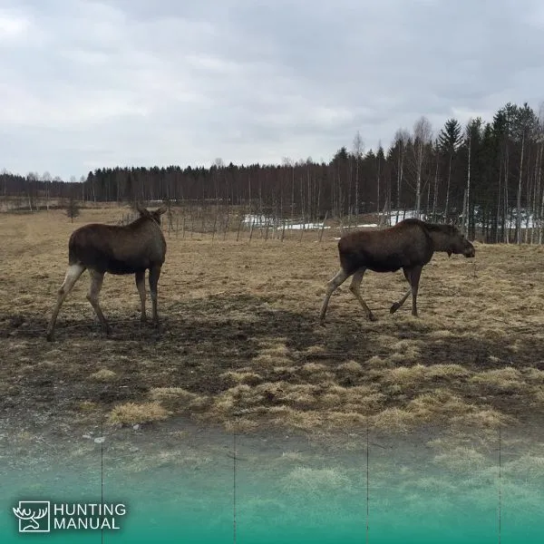 moose size comparison and moose height