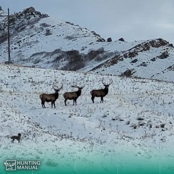 size of an elk