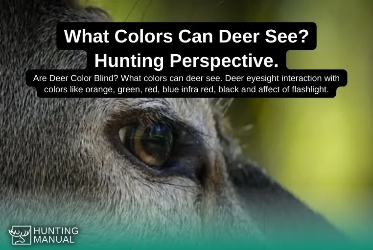 what colors can deer see