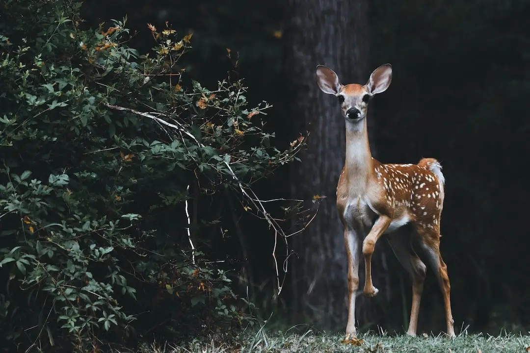 what-sound-does-a-deer-make-with-videos