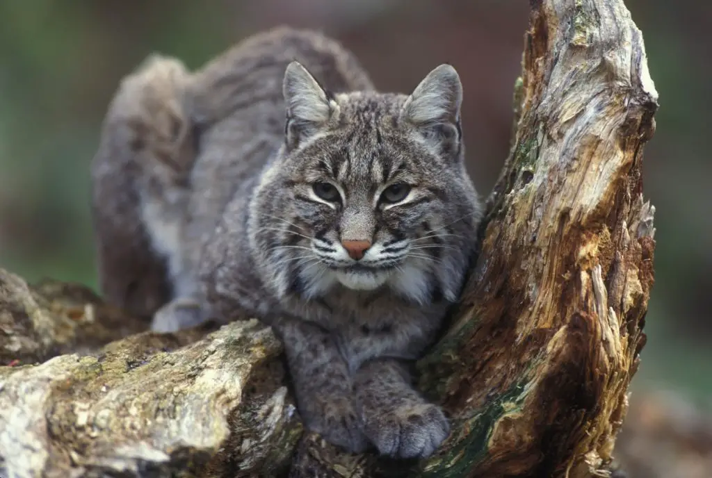 How Big is a Bobcat?