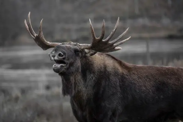 How Fast Do Moose Run
