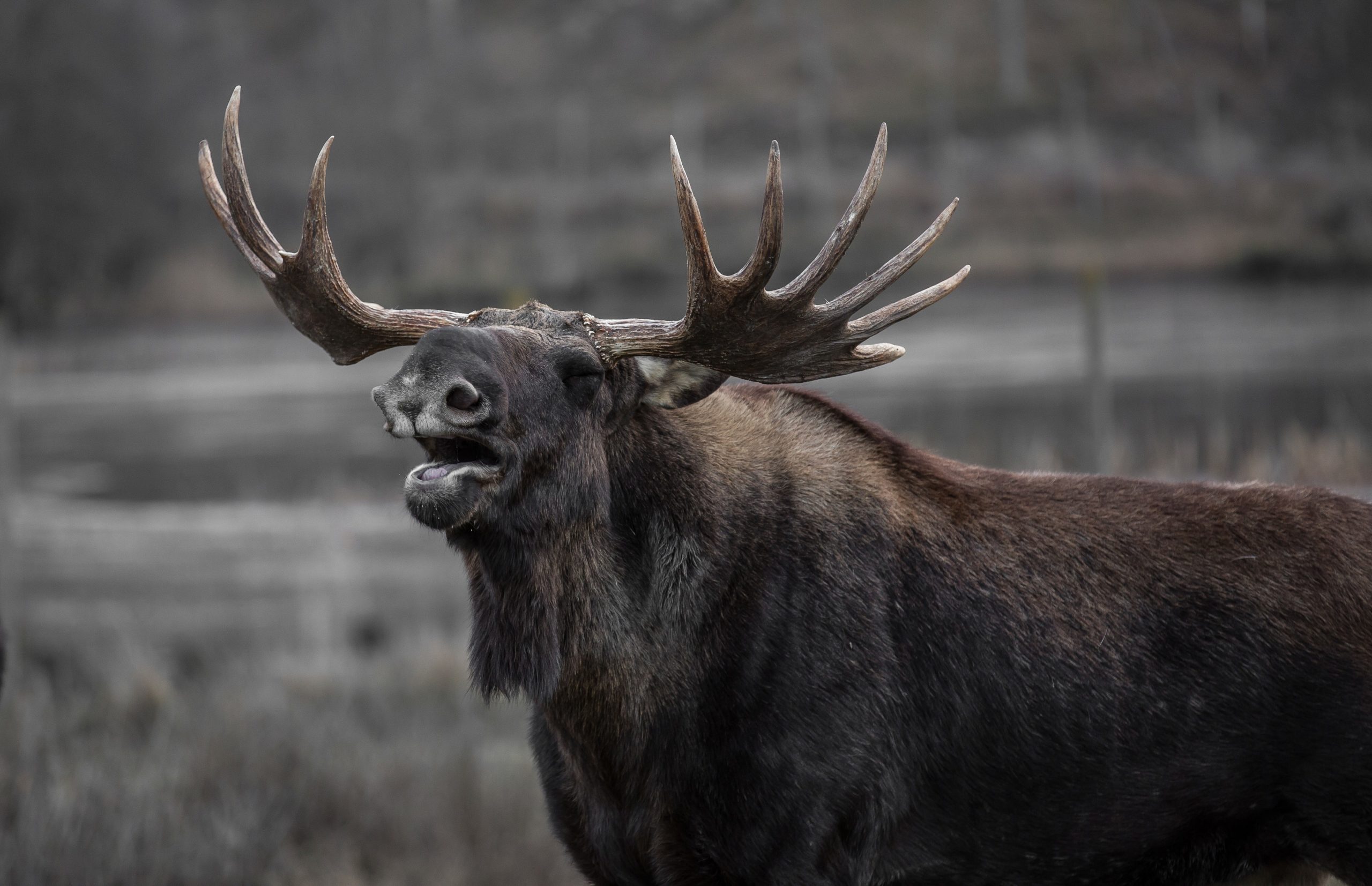 Animals That Travel In Herds Or Packs