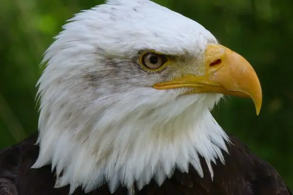 What does the bald eagle represent