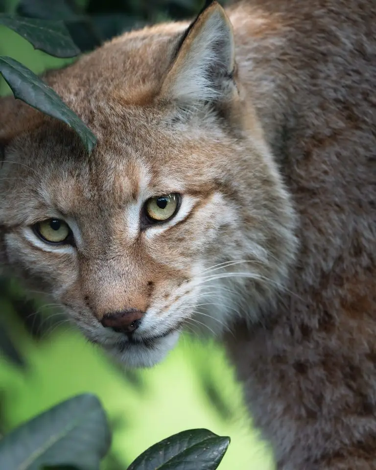 How Big is a Bobcat?