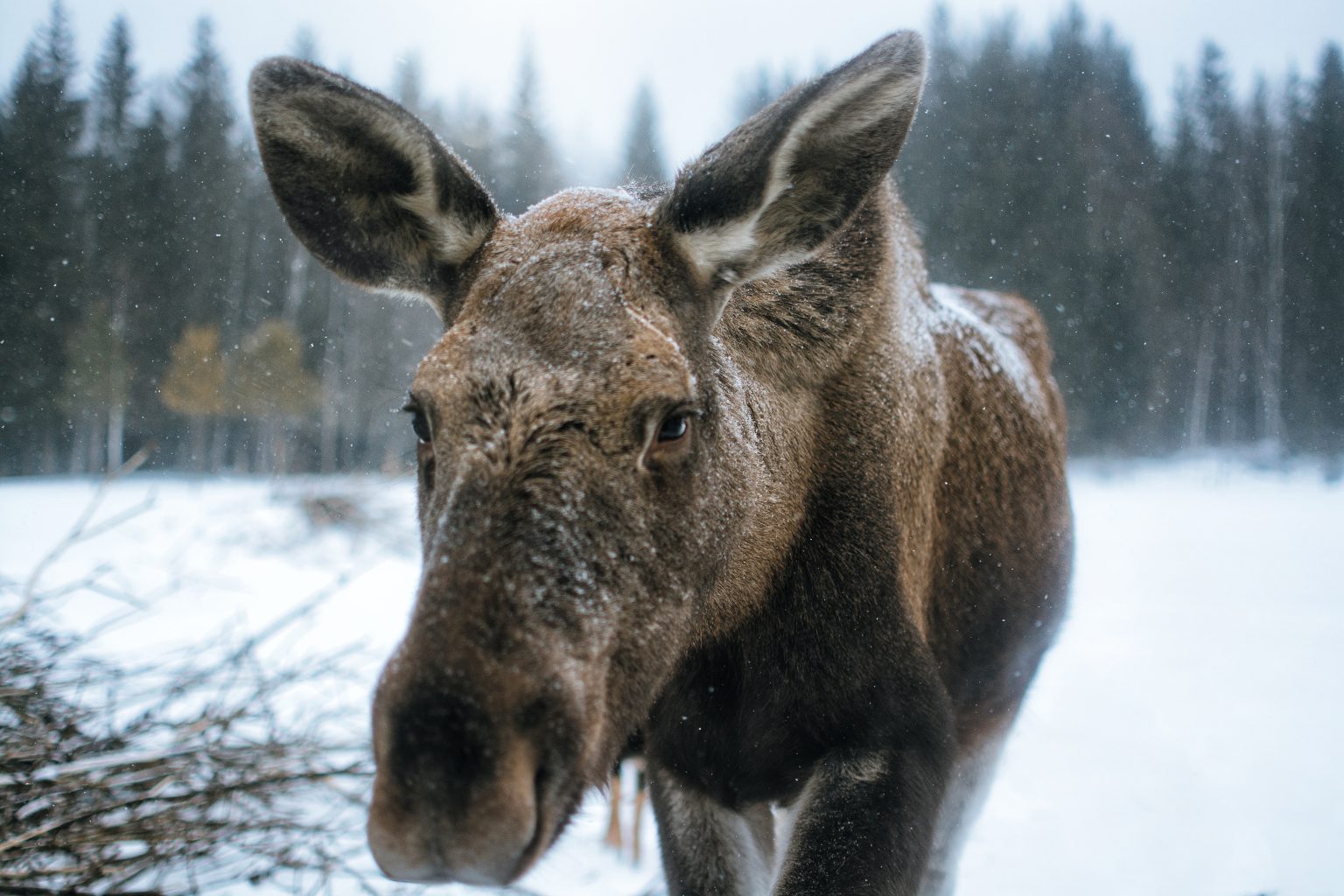 How Fast Do Moose Run Here s What You Need To Know 