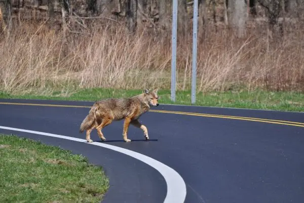 How To Scare Away a Coyote
