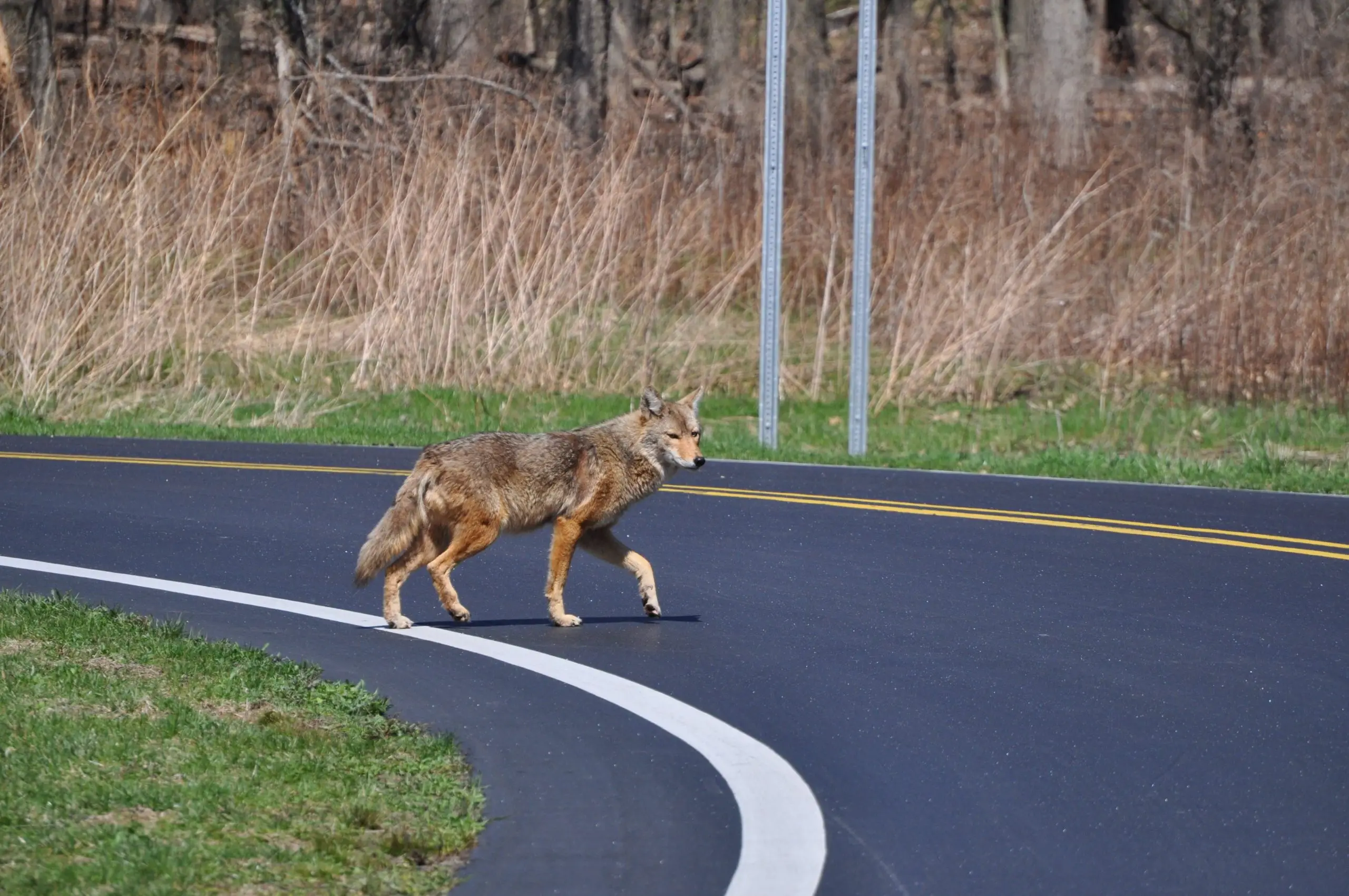 How to Scare Away a Coyote