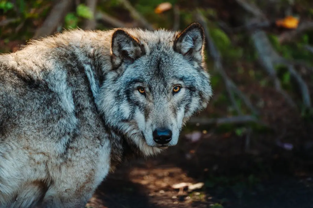 How to Tell a Wolf from a Coyote