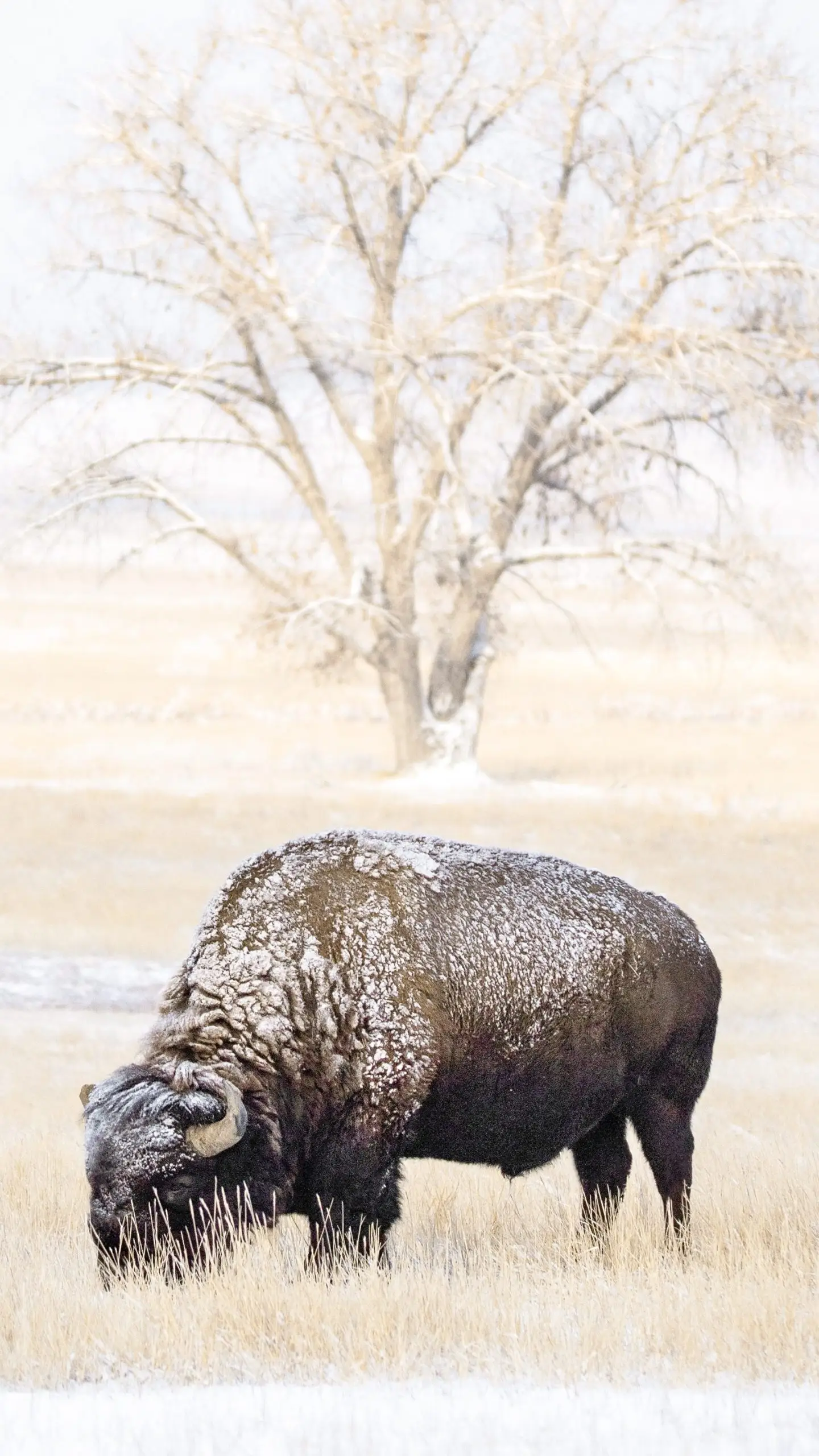 Plains Bison in the Snow
