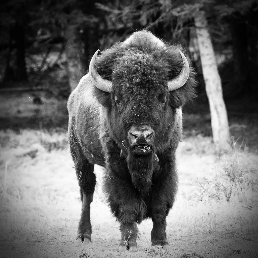 American Woodland Bison