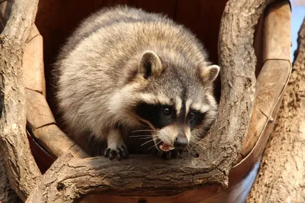 What to do if you encounter a raccoon