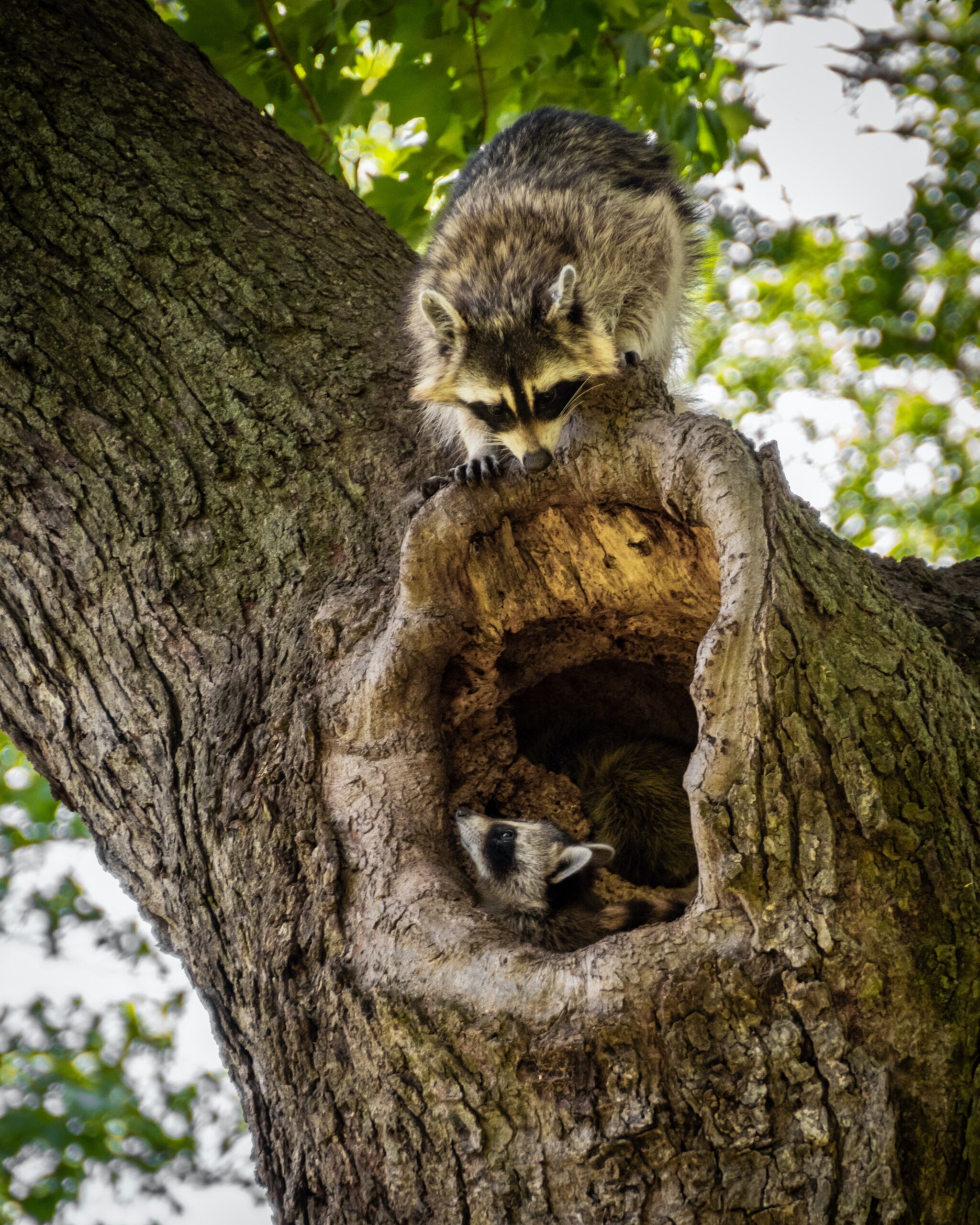 How To Tell If A Raccoon Has Babies